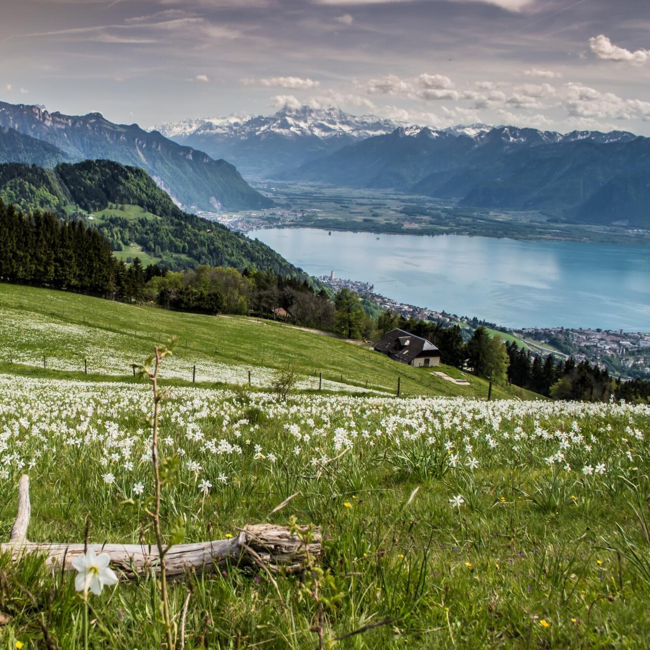 Quiet alpine meadows in full bloom during a portrait session near Montreux in Switzerland
