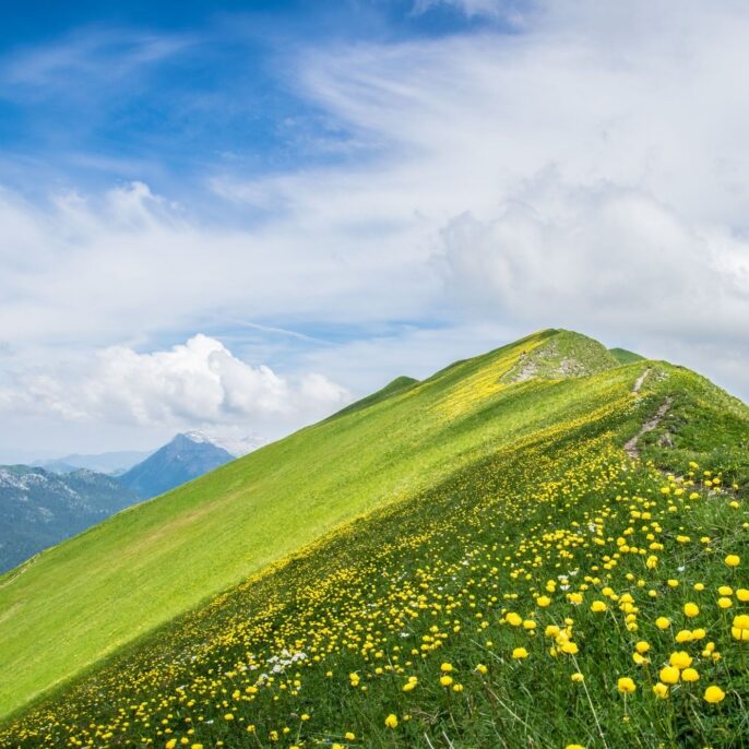 Beautiful mountain meadow in full bloom during a spring portrait session in the bernese alps