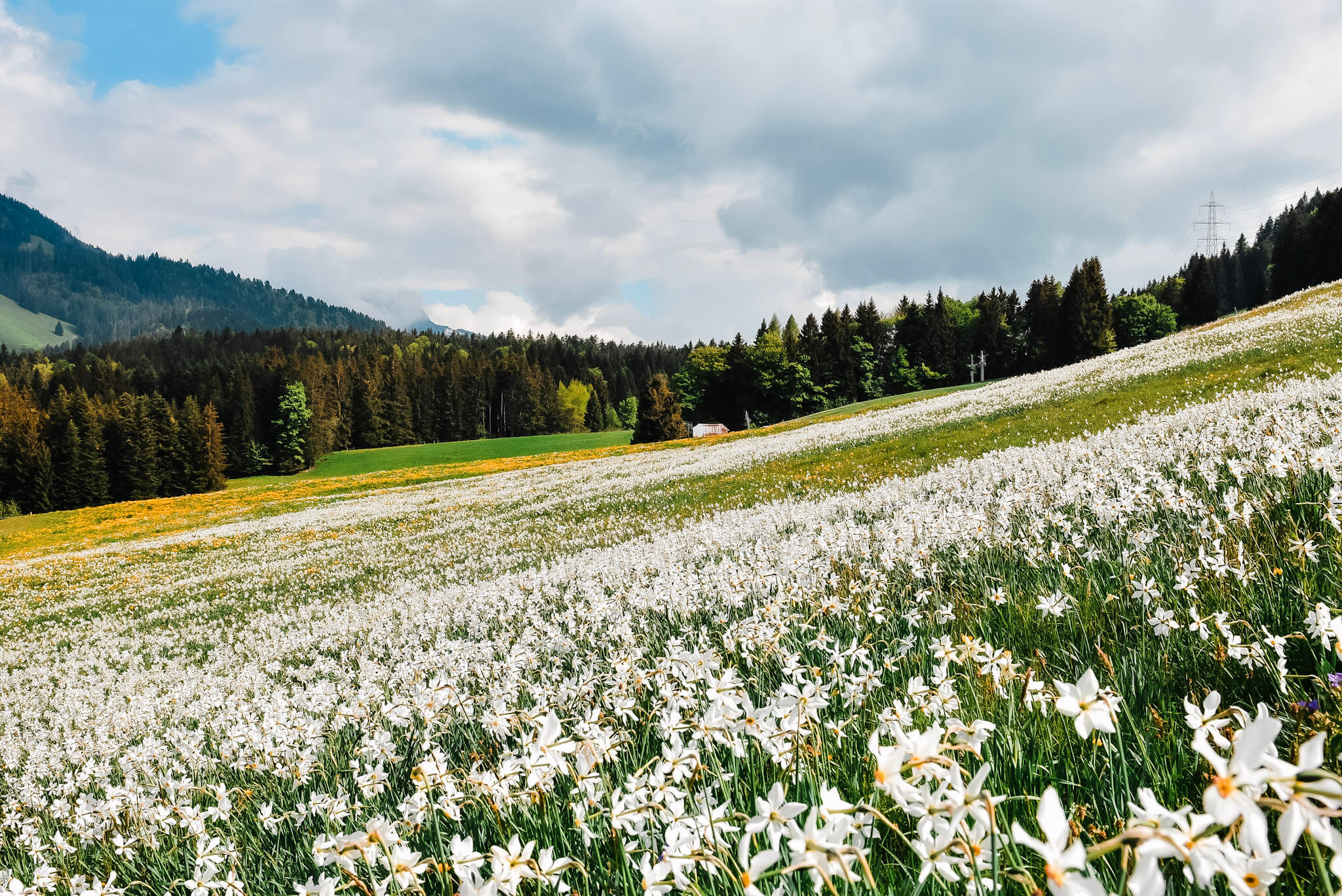 Blooming narcissus flowers in the Swiss Riviera near Montreux, unique spring proposal setting